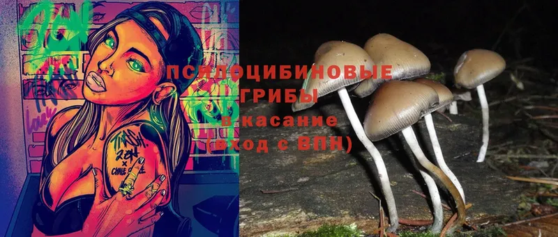 Галлюциногенные грибы Psilocybe  Лысково 